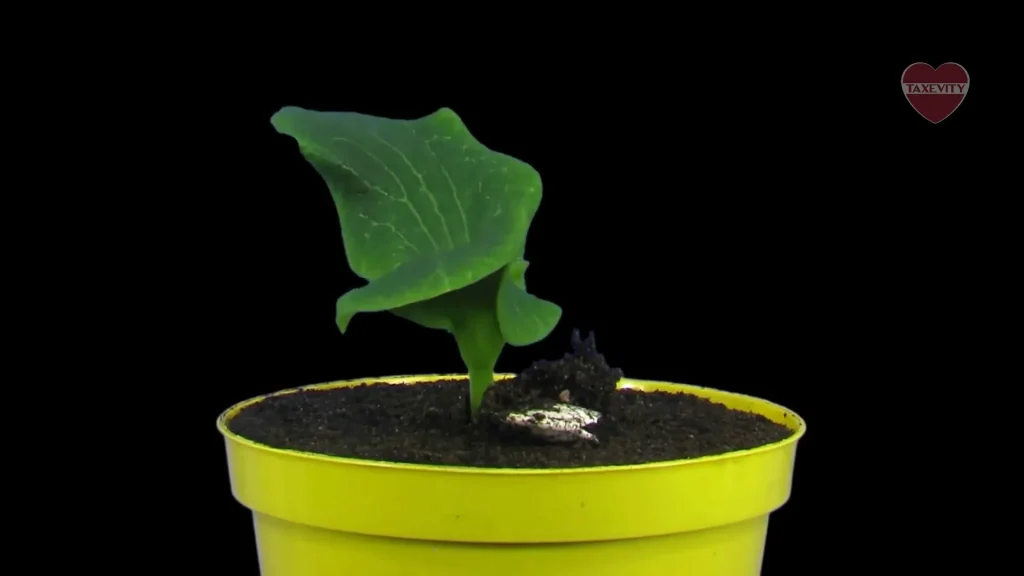 A small yellow potted plant in front of a black background showing the growth that comes from charitable giving.